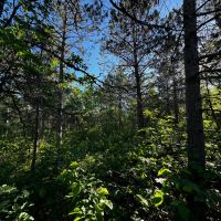 Northern Adams County Land Consisting of 21.924 Acres of Timber with Camp Site Trails images 2