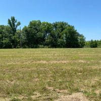 LA - Tensas 85 acres - images 3