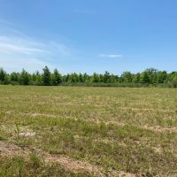 LA - Tensas 85 acres - images 4