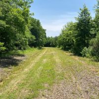 LA - Tensas 85 acres - images 5