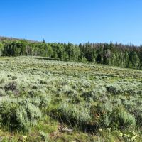 Tomichi Dome Hunting Ranch images 3