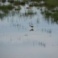 Big Lake WMA - 12,320 acres of Quail and Turkey hunting land Mississippi, AR