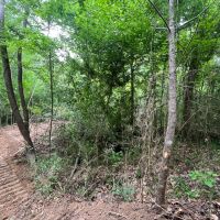 MS - Claiborne 91 acres - images 3
