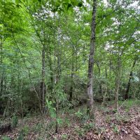 MS - Claiborne 91 acres - images 4