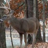 2,260 acres Big Timber WMA for Quail & Deer hunting in Dallas, AR