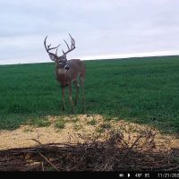 Lahoma 60 images 2