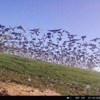 Lahoma 60 images 5