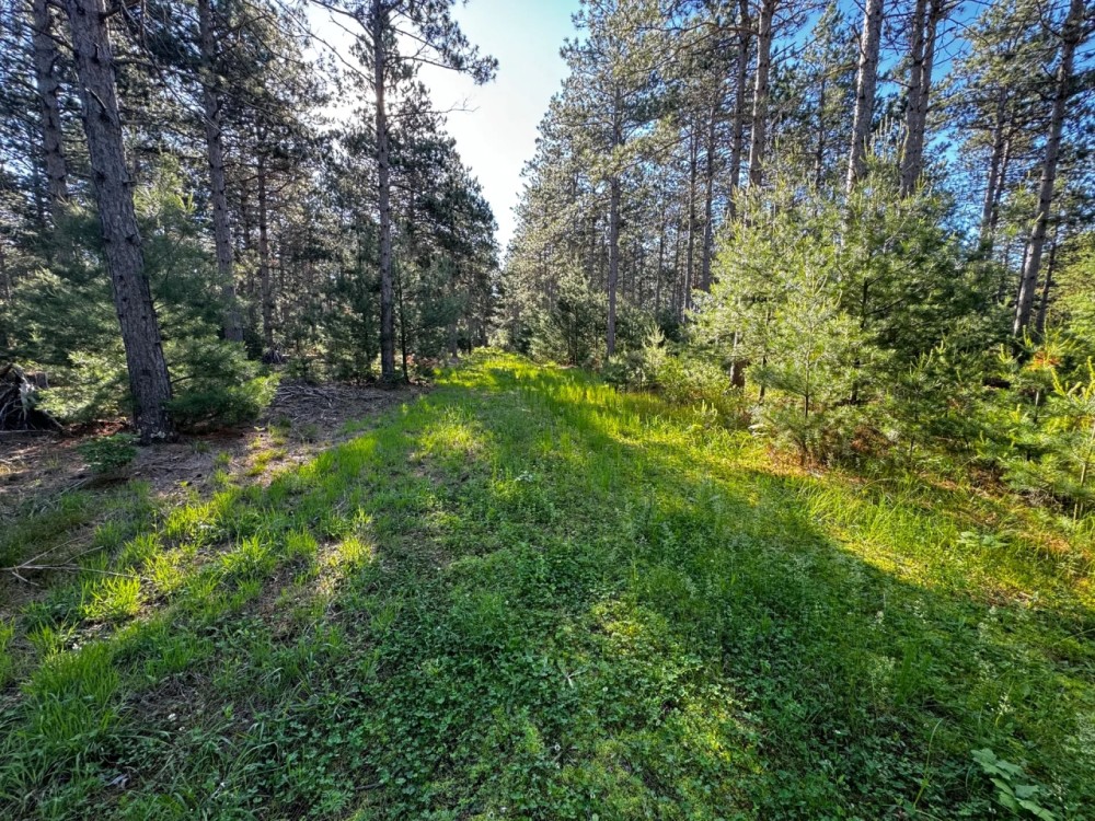 Adams County Land Consisting of 43.85 Acres of Timber featured image