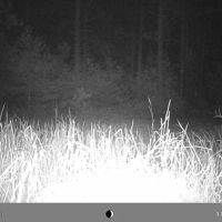 Adams County Land Consisting of 43.85 Acres of Timber images 4