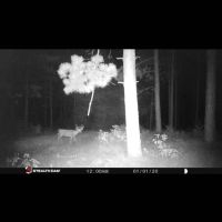 Adams County Land Consisting of 43.85 Acres of Timber images 5