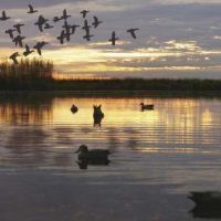 Cedar Island WMA -&nbsp; 3,000 acres for Duck hunting in Somerset, MD