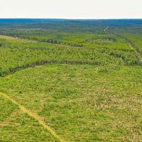 62 Acre Country Living in Ware County GA images 5