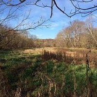 200 acres Deer and Dove hunting land Isle of Wight WMA in Worcester, MD