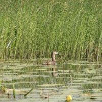 Johnson WMA - 468 acres land for hunting Deer and Turkey in east Maryland