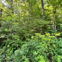 4 Acres of Land images 2