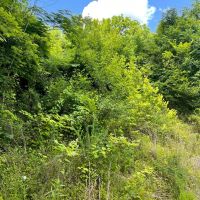 4 Acres of Land images 5