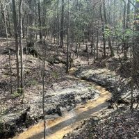 120 - acres in Wilcox County images 4