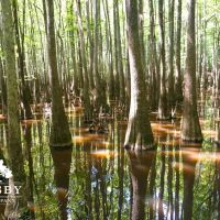 Oconee Hunt Club images 2