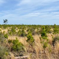 58 Ac Timber amp Hunting North FL images 3