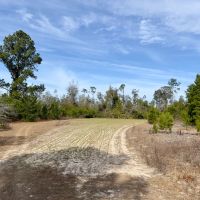 58 Ac Timber amp Hunting North FL images 4
