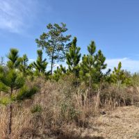 58 Ac Timber amp Hunting North FL images 5