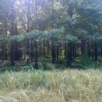 LA - Madison 981 acres - 50 share images 4