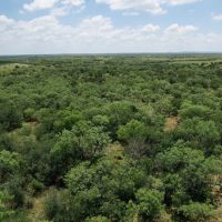 New Listing 15 - Acres Taylor County Tract 4 images 5