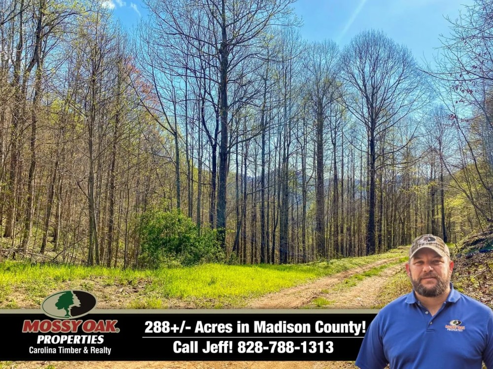 288 - Gorgeous Acres in Madison County featured image