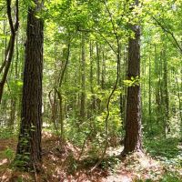 08-050-woods-road-50 images 3