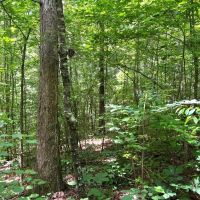 08-050-woods-road-50 images 4
