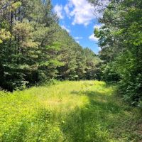 08-050-woods-road-50 images 5