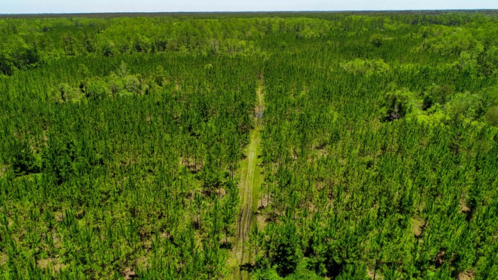 261 Ac Timber amp Hunting Madison FL featured image