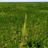 261 Ac Timber amp Hunting Madison FL