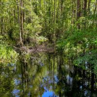 261 Ac Timber amp Hunting Madison FL images 2