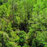 261 Ac Timber amp Hunting Madison FL images 3