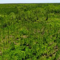261 Ac Timber amp Hunting Madison FL images 4