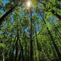 261 Ac Timber amp Hunting Madison FL images 5