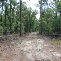 Windsor SC 34 Acres images 4