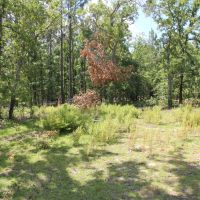 Windsor SC 34 Acres images 5