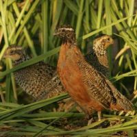 Boggy Hollow - 7,000 acres for hunting Turkey & Quail in south Alabama images 4