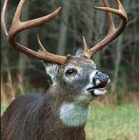 Boggy Hollow - 7,000 acres for hunting Turkey & Quail in south Alabama images 3