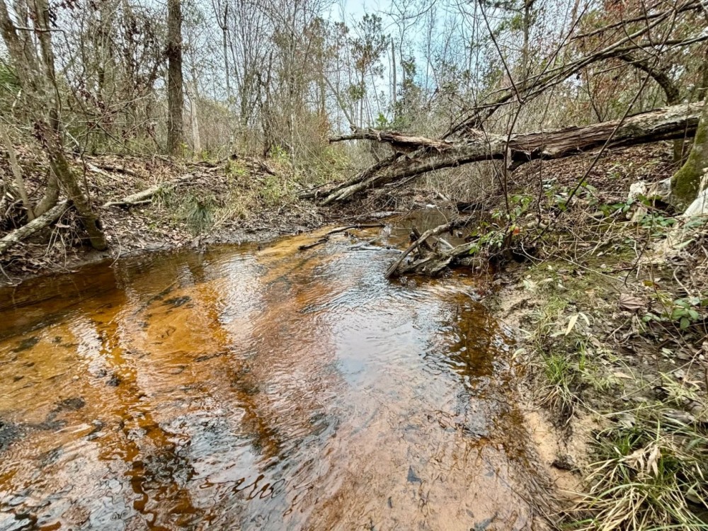 62 Ac Timber w Creek Jackson Co FL featured image