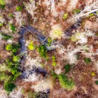 62 Ac Timber w Creek Jackson Co FL images 3