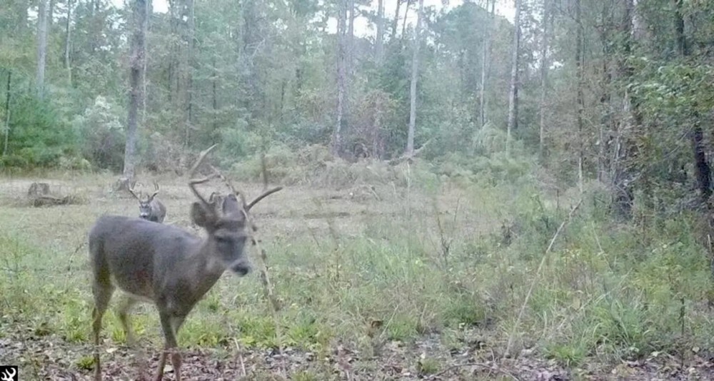 Hunting Property in Hinds County MS featured image