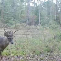 Hunting Property in Hinds County MS images 1