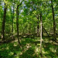 Hunting Property in Hinds County MS images 4