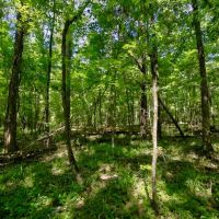 Hunting Property in Hinds County MS images 5