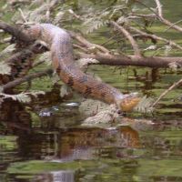 David K. Nelson WMA - 8,308 acres for hunting Turkey in Sumter, AL