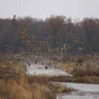 David K. Nelson WMA - 8,308 acres for hunting Turkey in Sumter, AL images 4