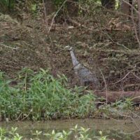 David K. Nelson WMA - 8,308 acres for hunting Turkey in Sumter, AL images 3
